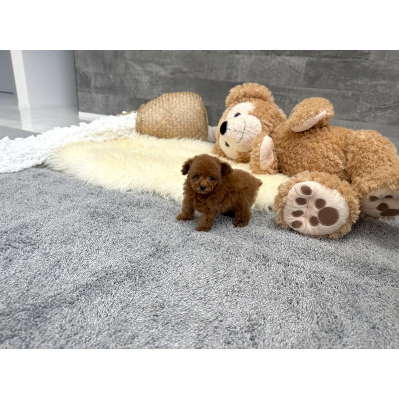 販売中の滋賀県のティーカッププードル-451315の3枚目