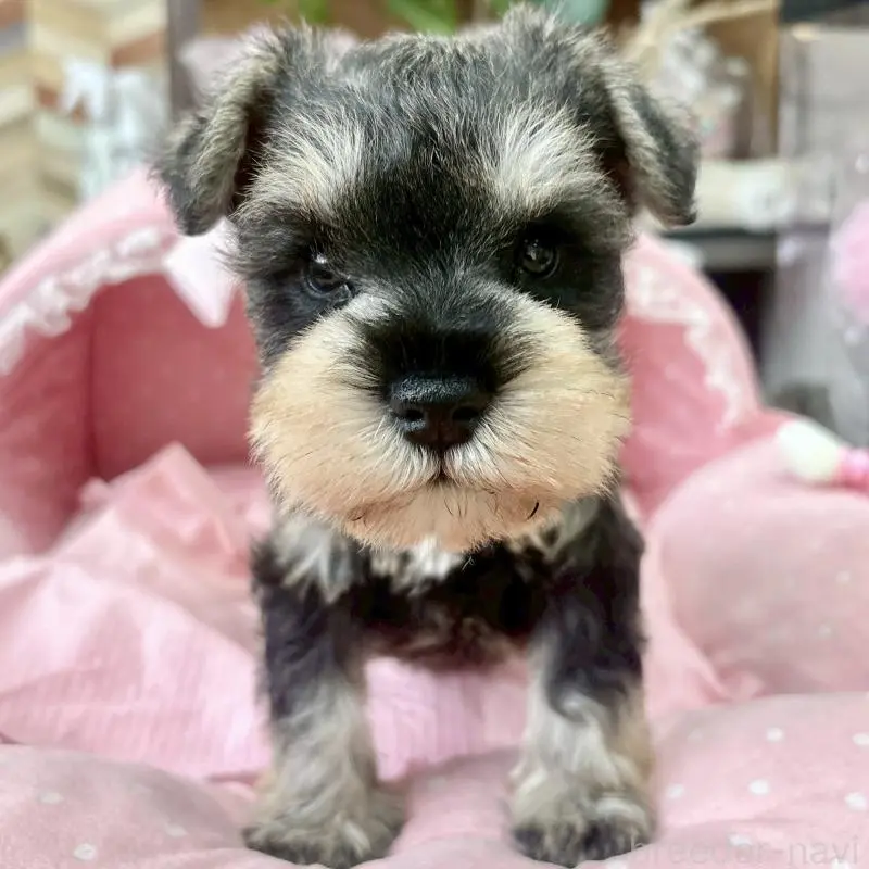 販売中の大阪府のミニチュアシュナウザー-451404の8枚目