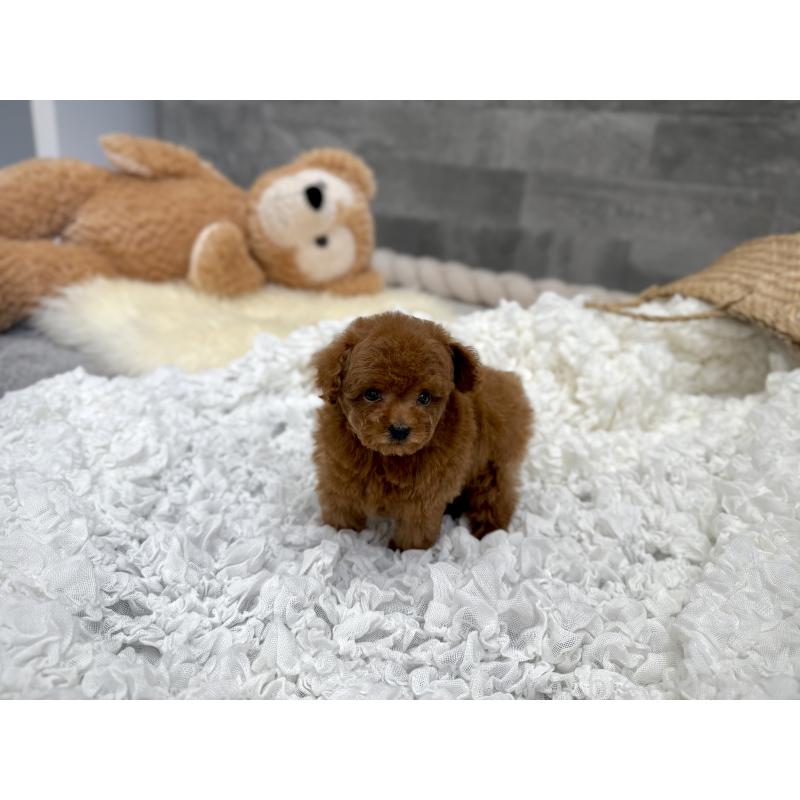 販売中の滋賀県のティーカッププードル-451315の2枚目