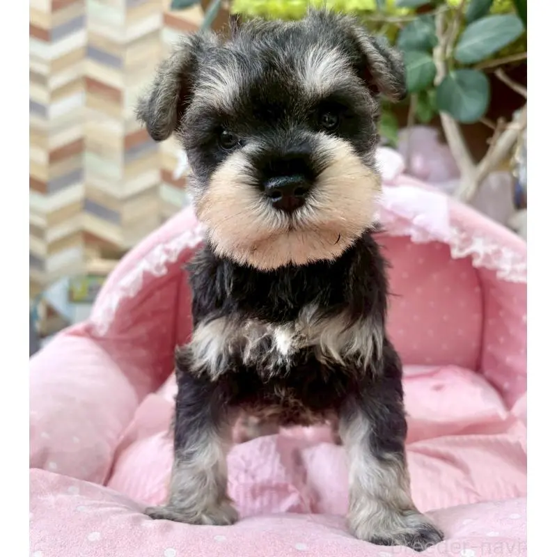 販売中の大阪府のミニチュアシュナウザー-451404の7枚目