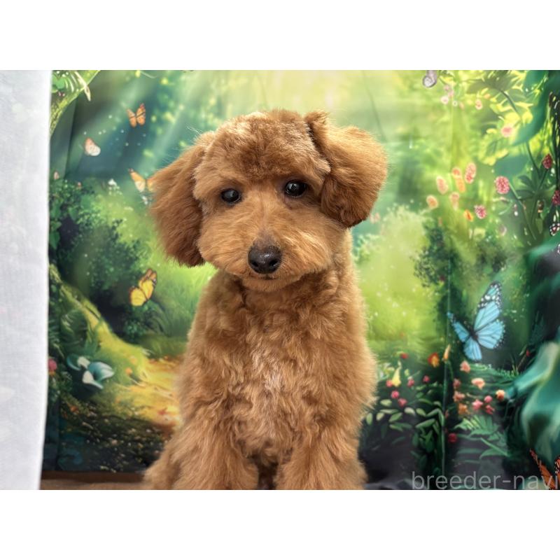 販売中の栃木県のタイニープードル-423582の12枚目