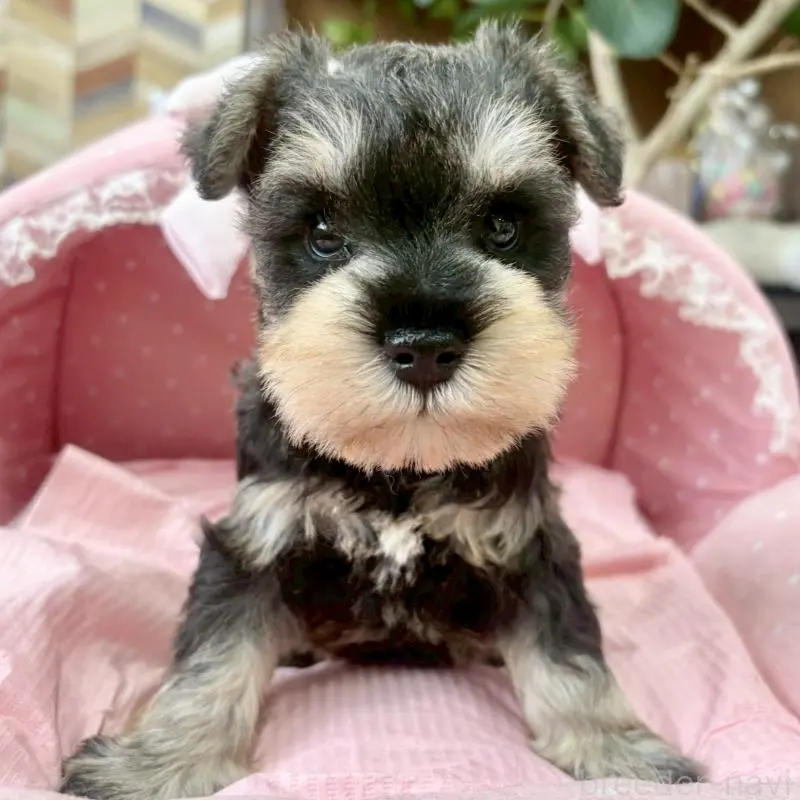 販売中の大阪府のミニチュアシュナウザー-451404の6枚目