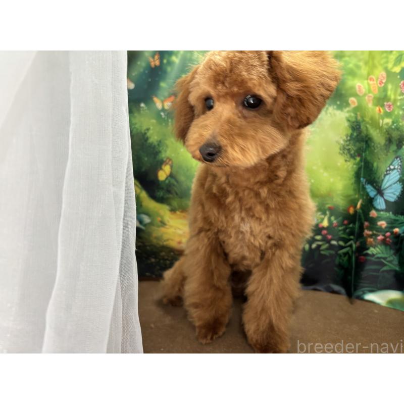 販売中の栃木県のタイニープードル-423582の11枚目