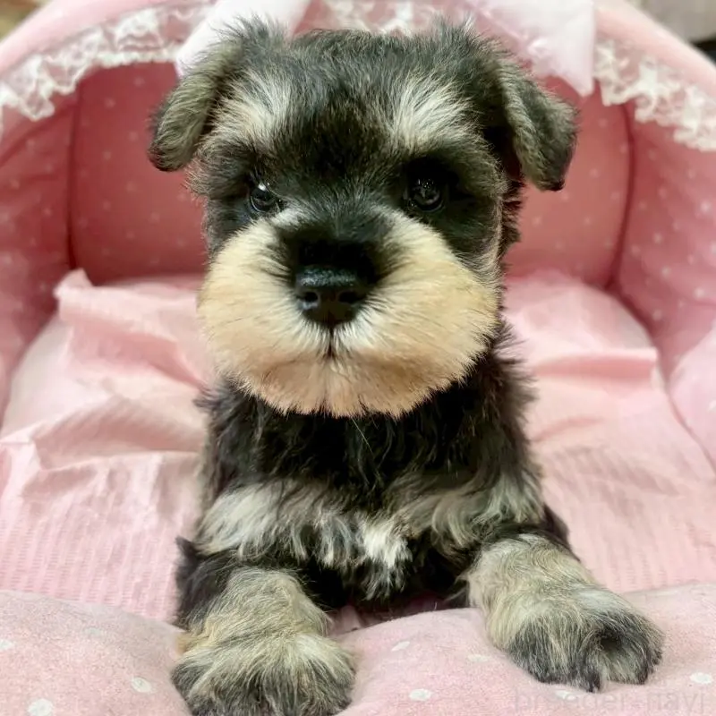 販売中の大阪府のミニチュアシュナウザー-451404の5枚目