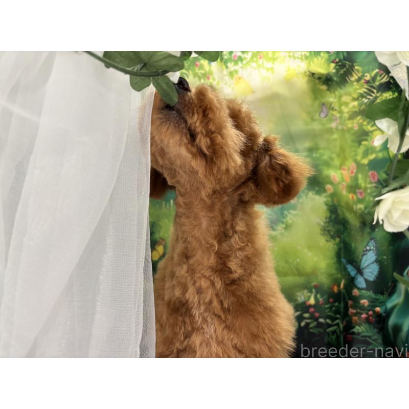 販売中の栃木県のタイニープードル-423582の9枚目