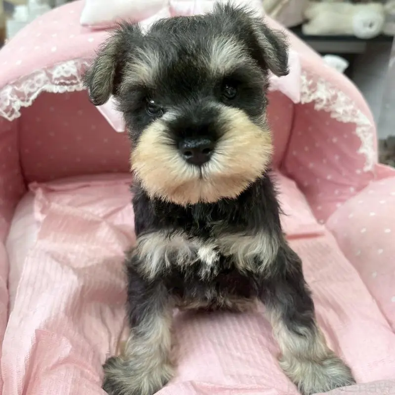 販売中の大阪府のミニチュアシュナウザー-451404の4枚目