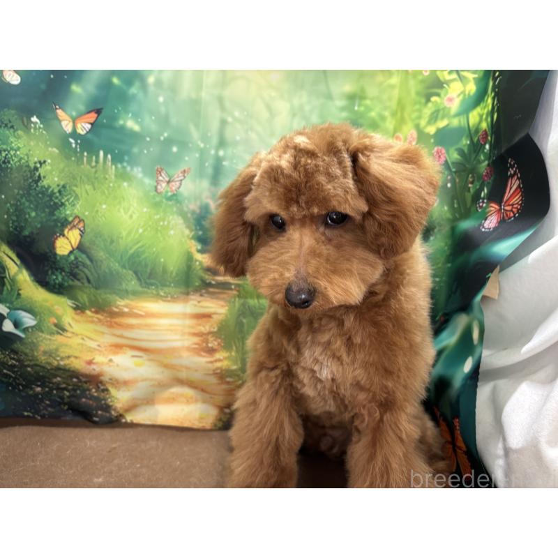 販売中の栃木県のタイニープードル-423582の8枚目