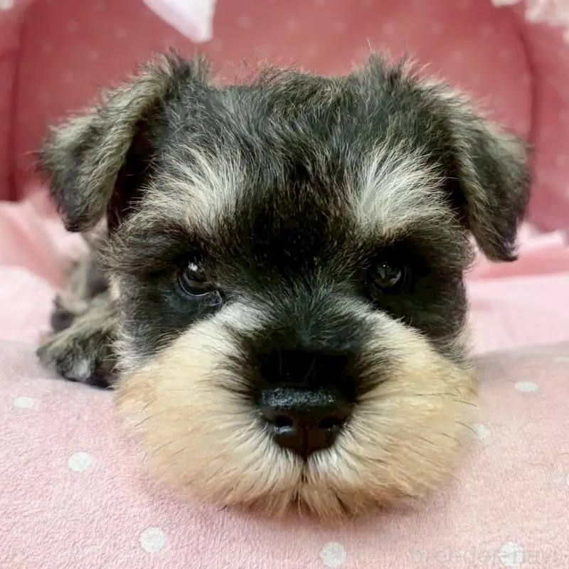 販売中の大阪府のミニチュアシュナウザー-451404の3枚目