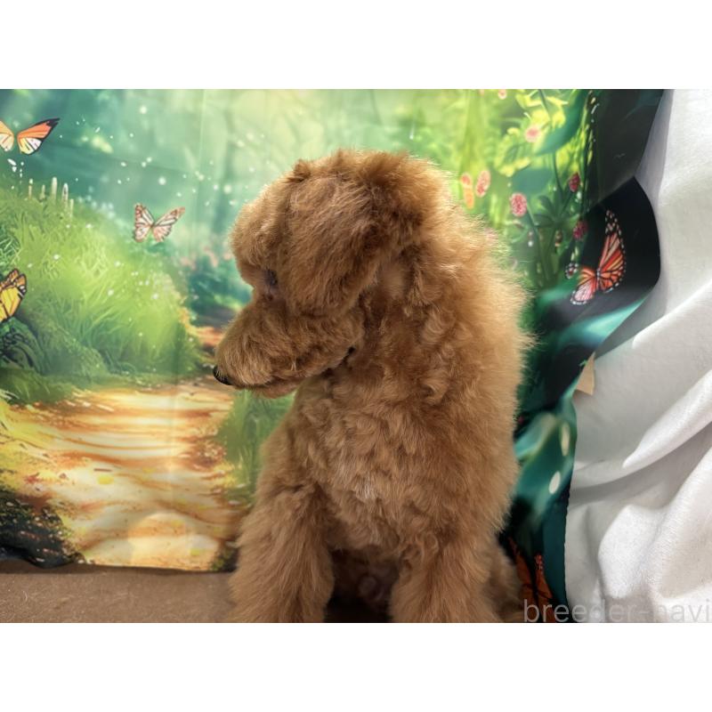 販売中の栃木県のタイニープードル-423582の7枚目