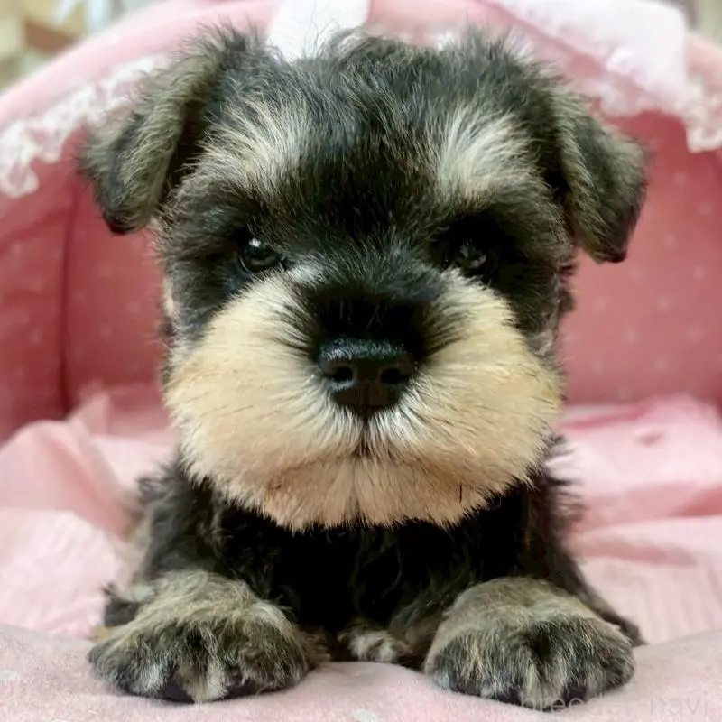 販売中の大阪府のミニチュアシュナウザー-451404の2枚目