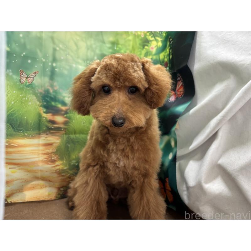 販売中の栃木県のタイニープードル-423582の5枚目