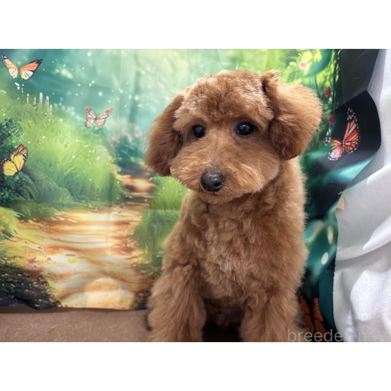 販売中の栃木県のタイニープードル-423582の4枚目