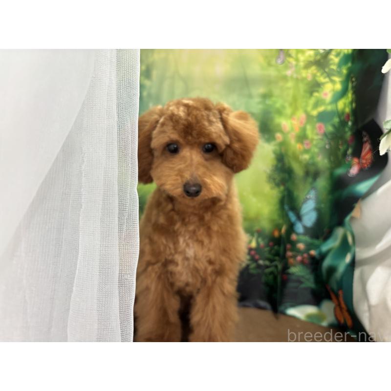 販売中の栃木県のタイニープードル-423582の2枚目