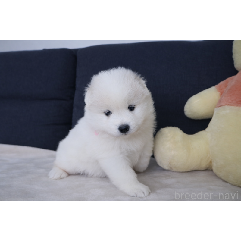 販売中の栃木県のサモエド-448566の8枚目