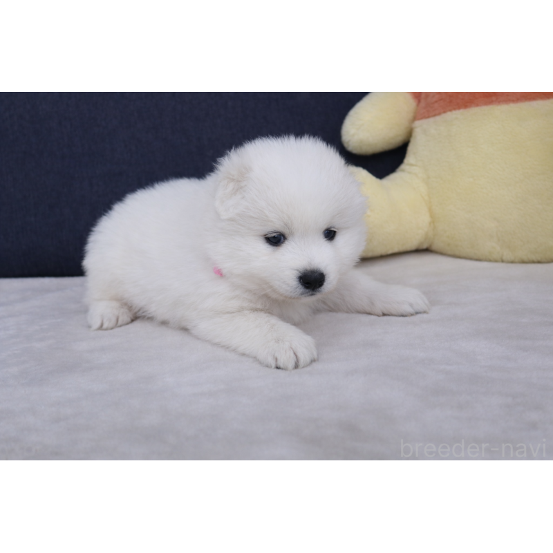 販売中の栃木県のサモエド-448566の7枚目