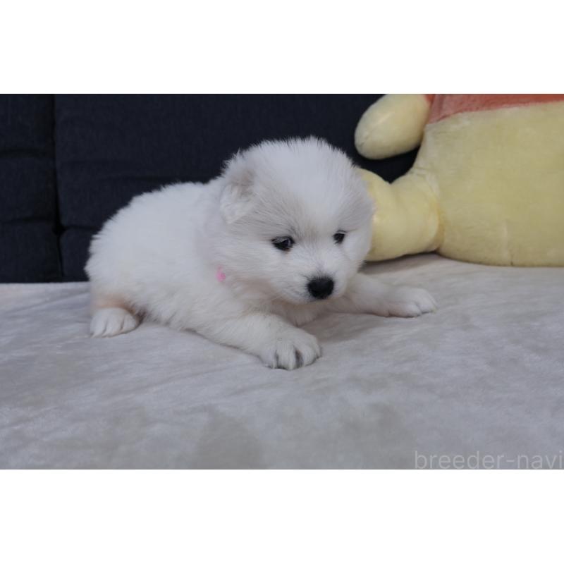 販売中の栃木県のサモエド-448566の6枚目