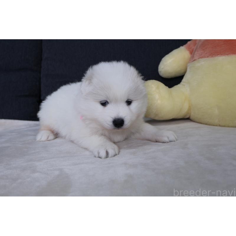 販売中の栃木県のサモエド-448566の5枚目