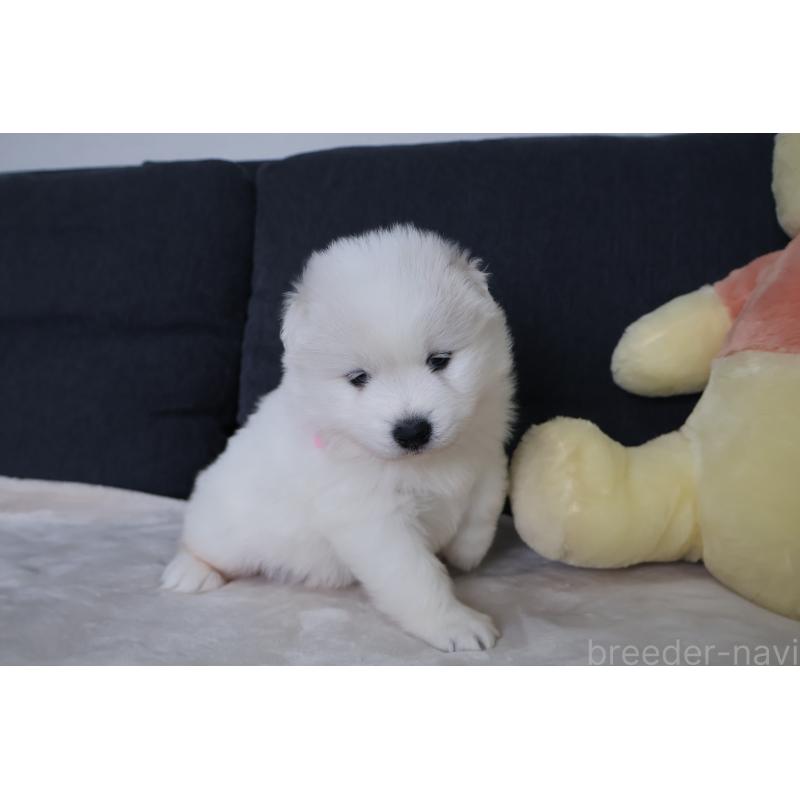 販売中の栃木県のサモエド-448566の4枚目