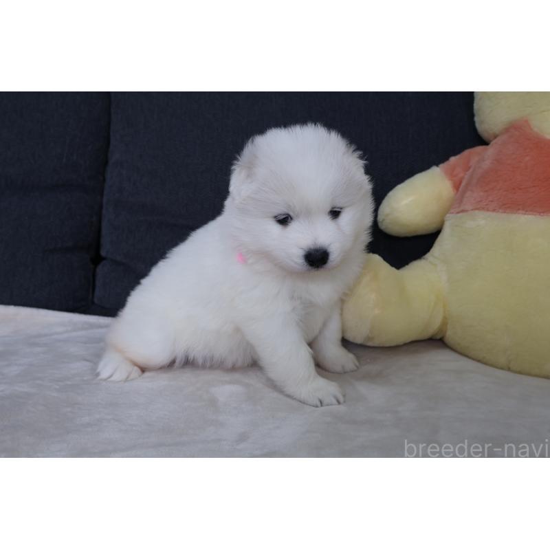 販売中の栃木県のサモエド-448566の3枚目