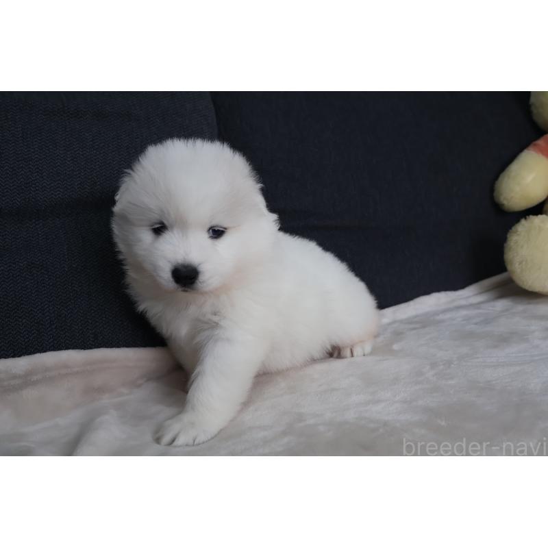 販売中の栃木県のサモエド-448566の2枚目