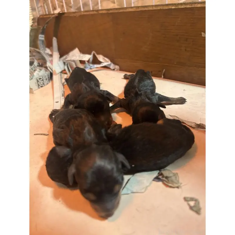 販売中の静岡県のミニチュアピンシャー(ミニピン)-451413の8枚目