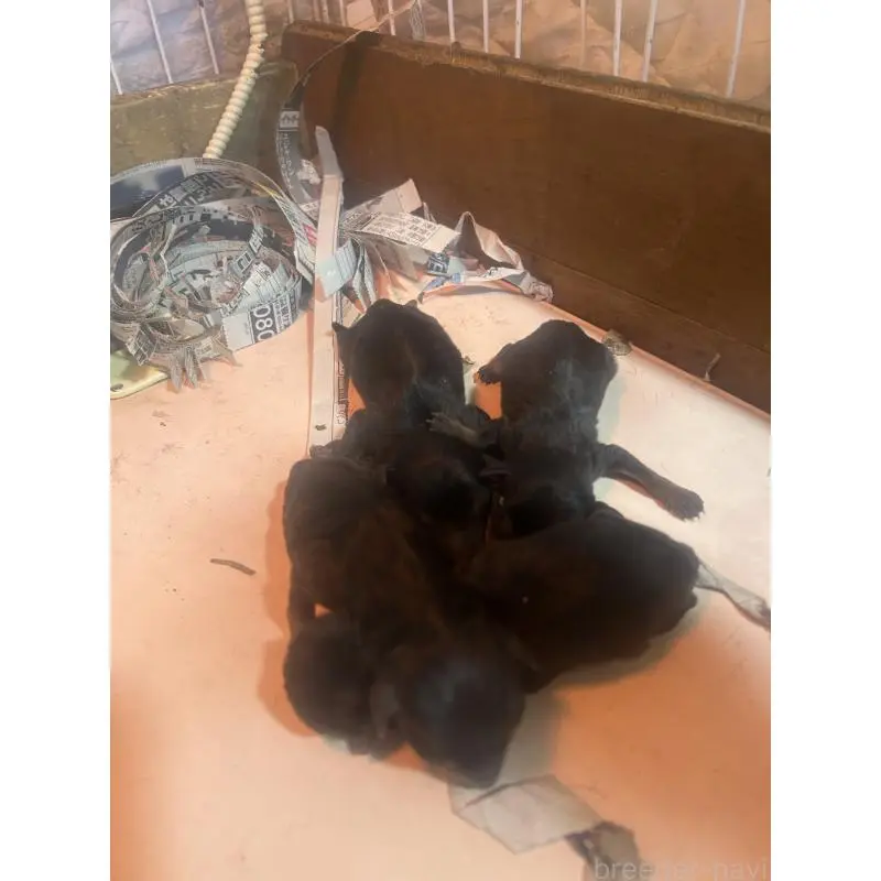 販売中の静岡県のミニチュアピンシャー(ミニピン)-451413の6枚目