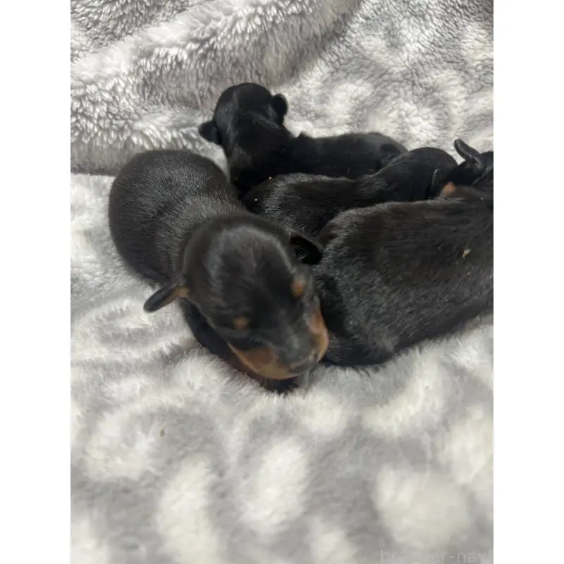 販売中の静岡県のミニチュアピンシャー(ミニピン)-451413の5枚目