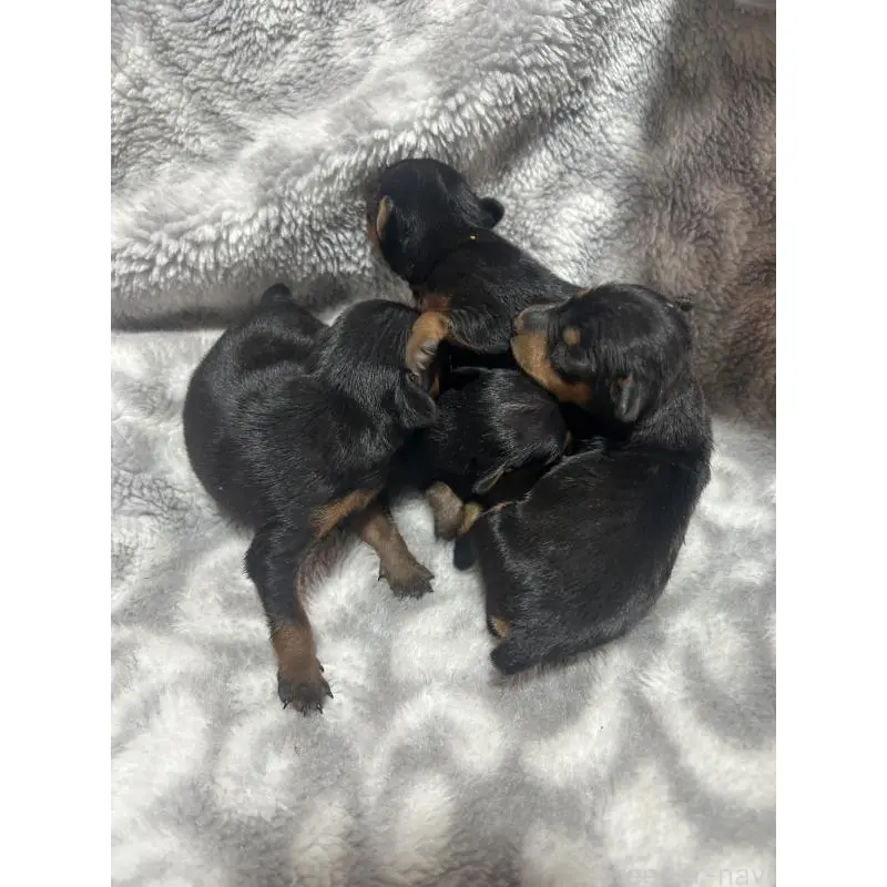 販売中の静岡県のミニチュアピンシャー(ミニピン)-451413の4枚目