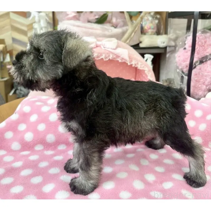 販売中の大阪府のミニチュアシュナウザー-451406の9枚目