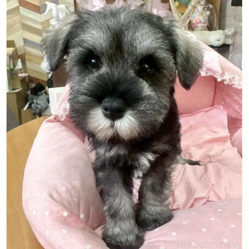 販売中の大阪府のミニチュアシュナウザー-451406の8枚目