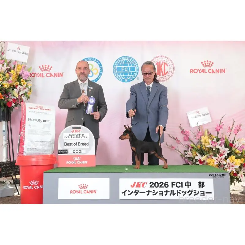 販売中の静岡県のミニチュアピンシャー(ミニピン)-451413の3枚目