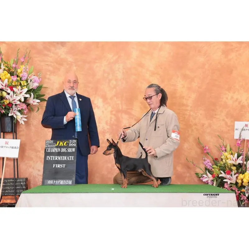 販売中の静岡県のミニチュアピンシャー(ミニピン)-451413の2枚目