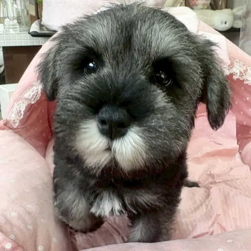 販売中の大阪府のミニチュアシュナウザー-451406の7枚目