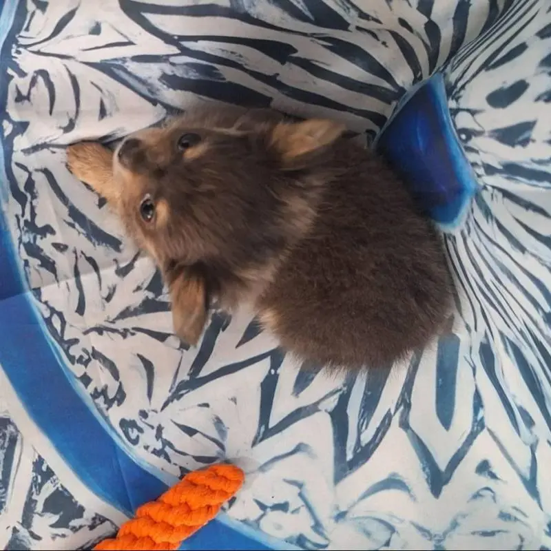 販売中の鹿児島県のチワワ(ロングコート)-451407の8枚目