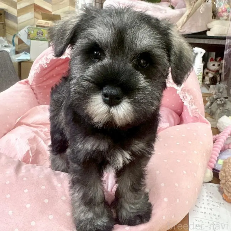 販売中の大阪府のミニチュアシュナウザー-451406の6枚目