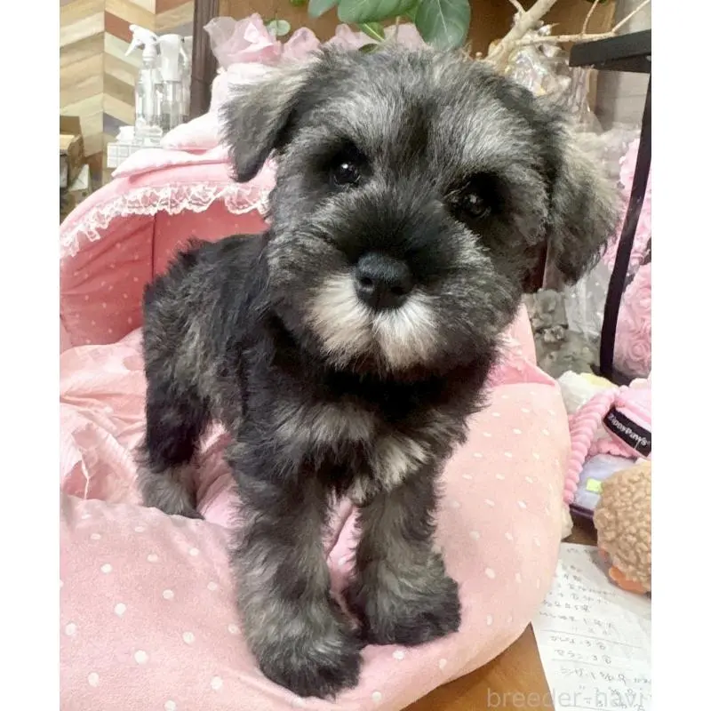 販売中の大阪府のミニチュアシュナウザー-451406の4枚目