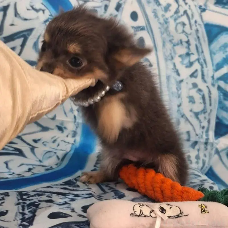 販売中の鹿児島県のチワワ(ロングコート)-451407の7枚目