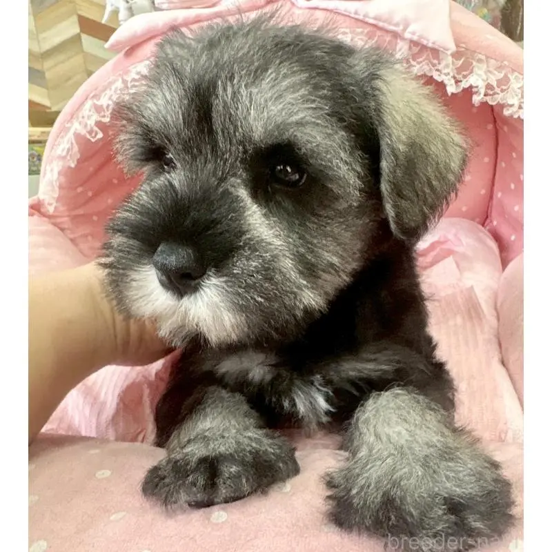 販売中の大阪府のミニチュアシュナウザー-451406の3枚目