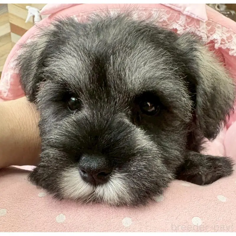 販売中の大阪府のミニチュアシュナウザー-451406の2枚目