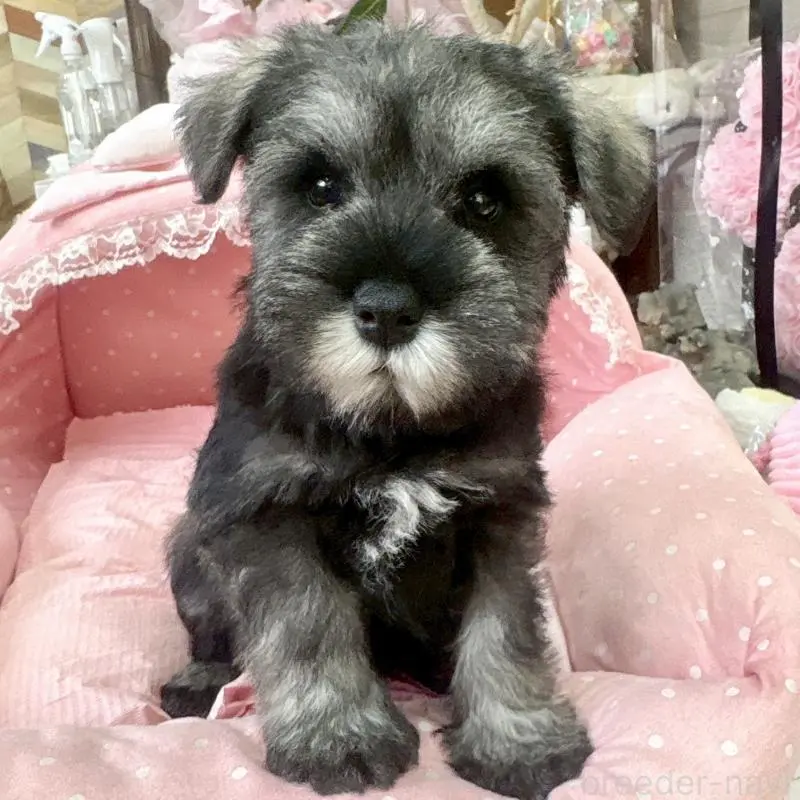 販売中の大阪府のミニチュアシュナウザー-451406