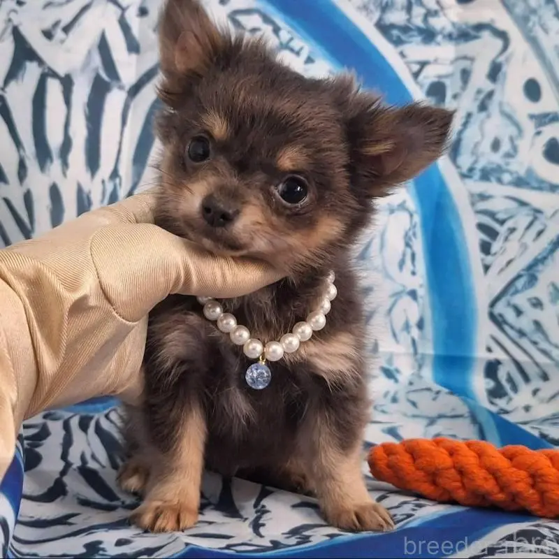 販売中の鹿児島県のチワワ(ロングコート)-451407の6枚目