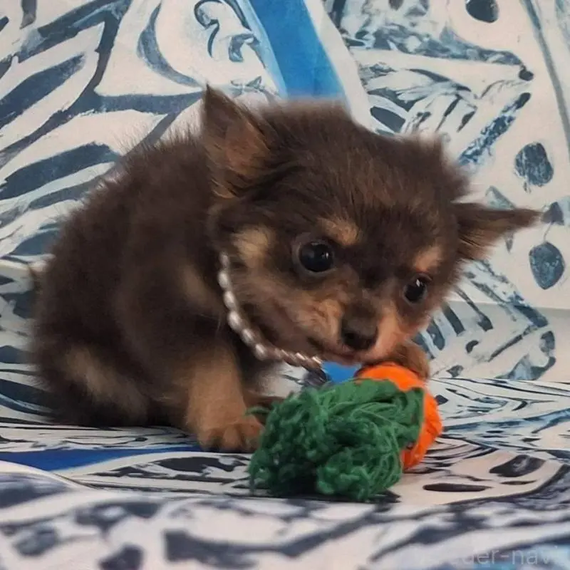 販売中の鹿児島県のチワワ(ロングコート)-451407の5枚目