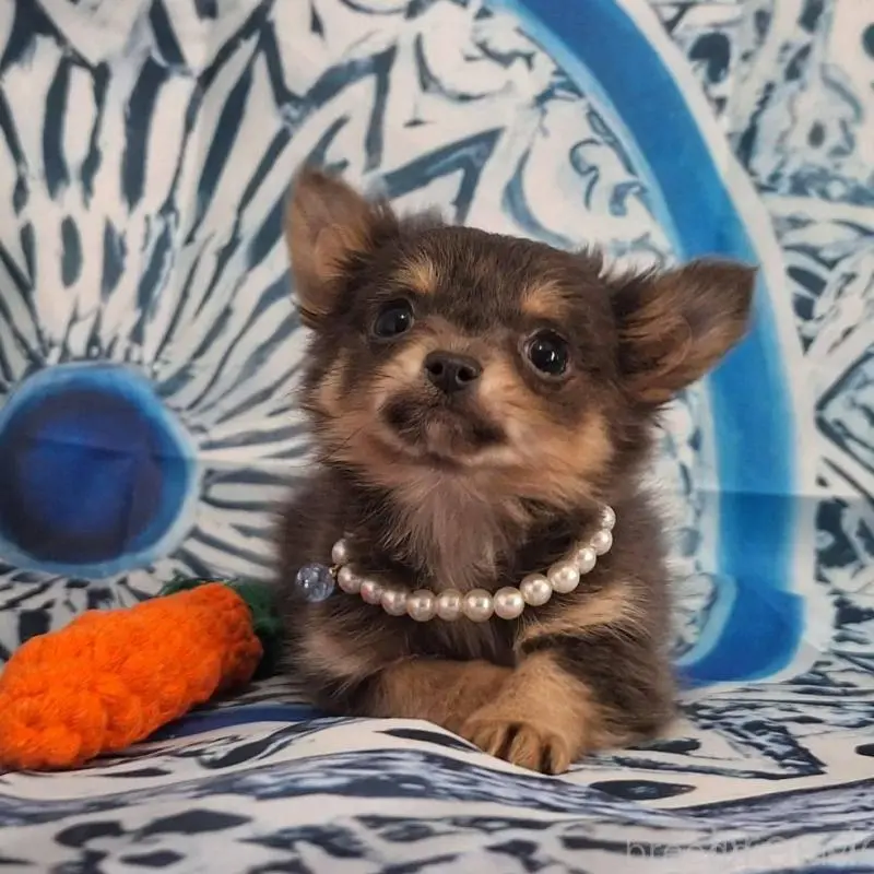 販売中の鹿児島県のチワワ(ロングコート)-451407の4枚目