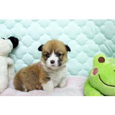 ♀︎ウェルシュコーギーペンブローク