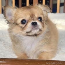 ♀︎チワワ(ロングコート)