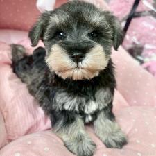 ♀︎ミニチュアシュナウザー