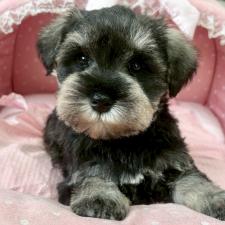 ♀︎ミニチュアシュナウザー