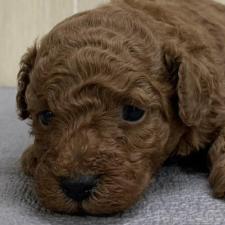 トイプードルの子犬