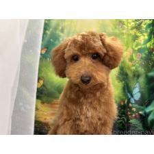 ♀︎タイニープードル