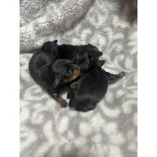 ♀︎ミニチュアピンシャー(ミニピン)